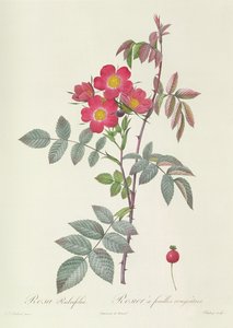 Rosa Rubrifolia by Pierre Joseph Redouté